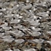 Rybak belocely - Sterna striata - White-fronted Tern - tara 7069